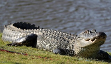 Heritage Cove is the area's premium 55+ gated community; this