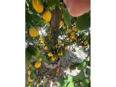 Turn-Key RCFE Investment Opportunity - 4BR/2BA Home in Prime