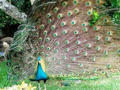 Live the Fisher Island lifestyle in this completely renovated