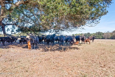 91+/- Acres - Active Cattle Farm - Greenwood, FL. Welcome to a