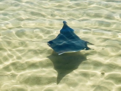 Experience coastal elegance in this furnished 2-bedroom, 2-bath