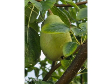 6904 Yellow Bluff Road presents a rare opportunity to own a