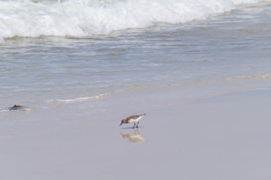 Gulf-Front  Private Pool  Panoramic Views from Cape San Blas to