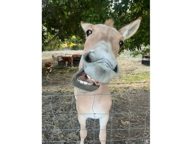 Assumable 2.25 % FHA loan with a current balance of $372,000