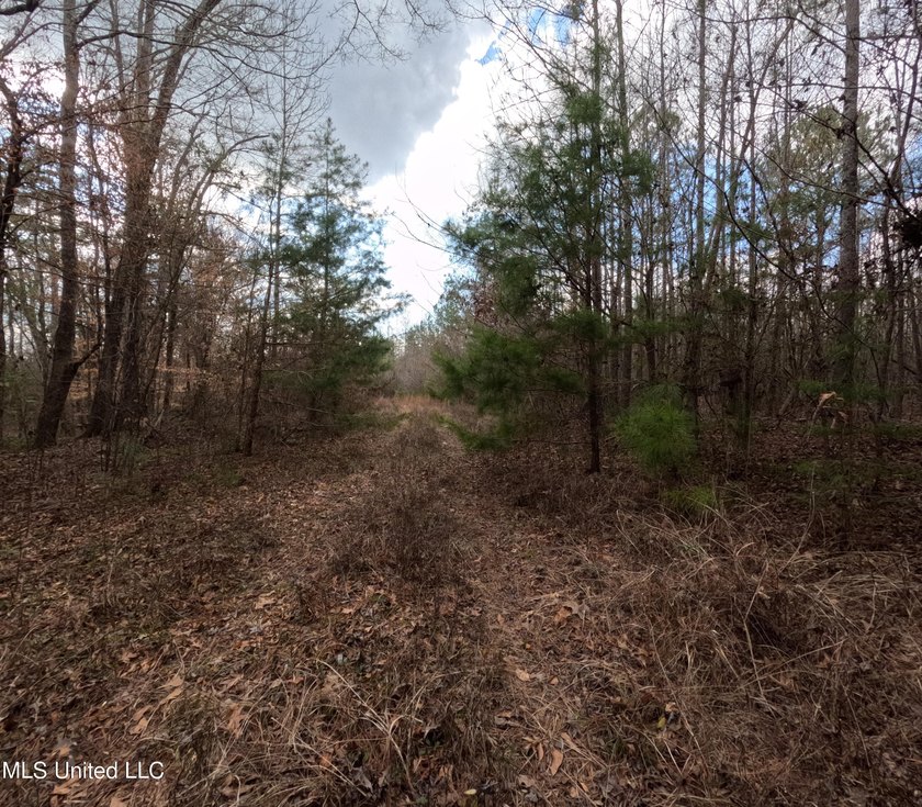 176 Acres near Mendenhall, MS The land is a strong mix for - photo 11
