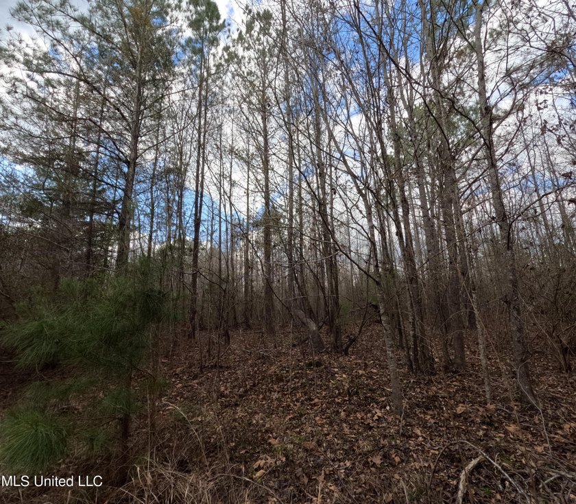 176 Acres near Mendenhall, MS The land is a strong mix for - photo 12