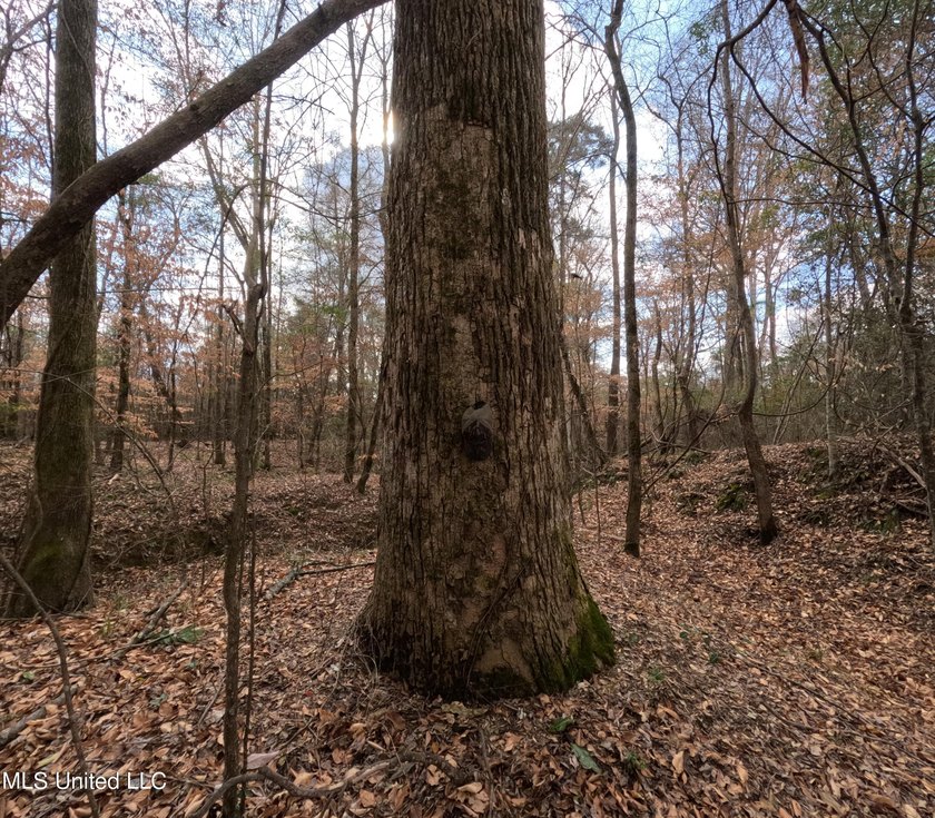 176 Acres near Mendenhall, MS The land is a strong mix for - photo 15