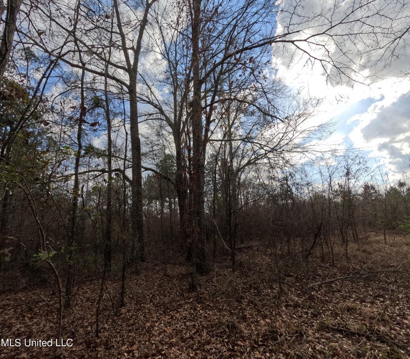 176 Acres near Mendenhall, MS The land is a strong mix for - photo 20