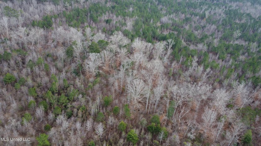 176 Acres near Mendenhall, MS The land is a strong mix for - photo 26