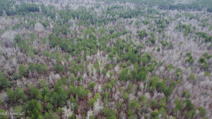 176 Acres near Mendenhall, MS The land is a strong mix for - photo 29