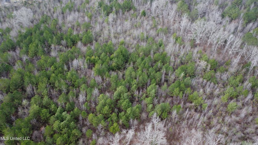 176 Acres near Mendenhall, MS The land is a strong mix for - photo 38