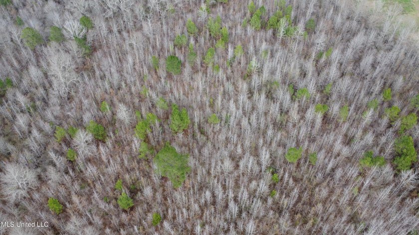 176 Acres near Mendenhall, MS The land is a strong mix for - photo 39