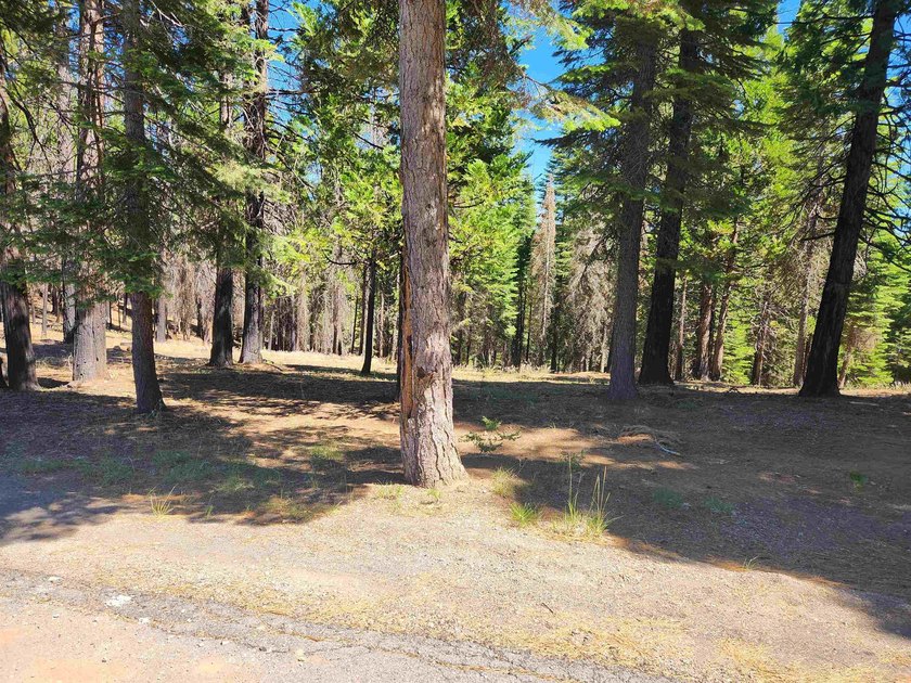 Beautiful parcel in Lake Almanor West. .80 acres. Great building - photo 3