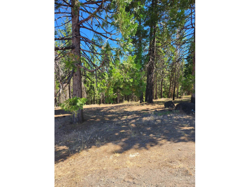 Beautiful parcel in Lake Almanor West. .80 acres. Great building - photo 6