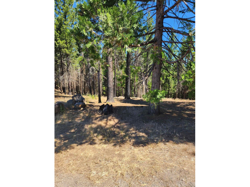 Beautiful parcel in Lake Almanor West. .80 acres. Great building - photo 7