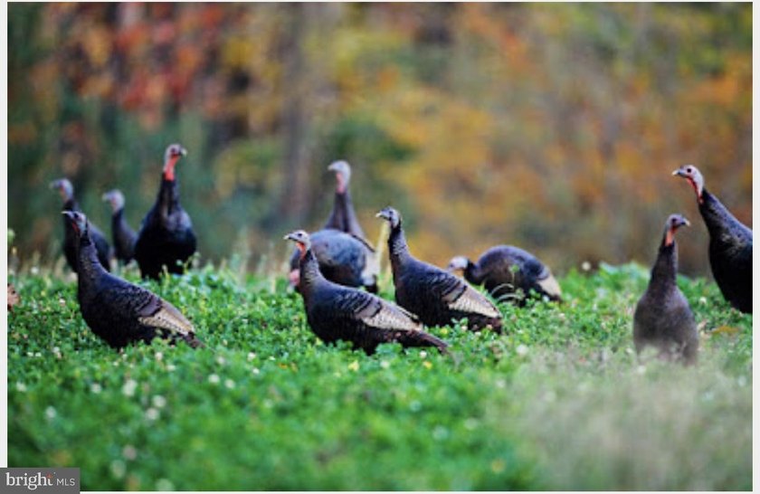 ONCE IN A LIFETIME BIG BUCK FARM PLUS GEESE, WOOD DUCKS AND - photo 2