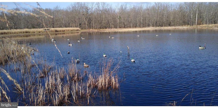 ONCE IN A LIFETIME BIG BUCK FARM PLUS GEESE, WOOD DUCKS AND - photo 3