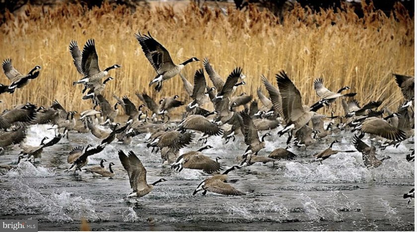 ONCE IN A LIFETIME BIG BUCK FARM PLUS GEESE, WOOD DUCKS AND - photo 7