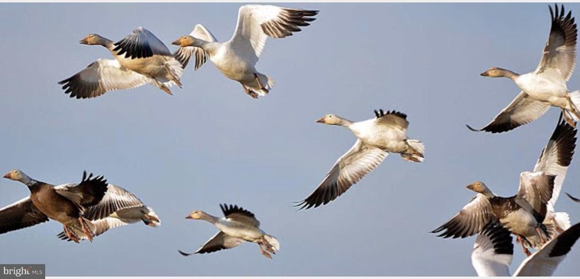 ONCE IN A LIFETIME BIG BUCK FARM PLUS GEESE, WOOD DUCKS AND - photo 10
