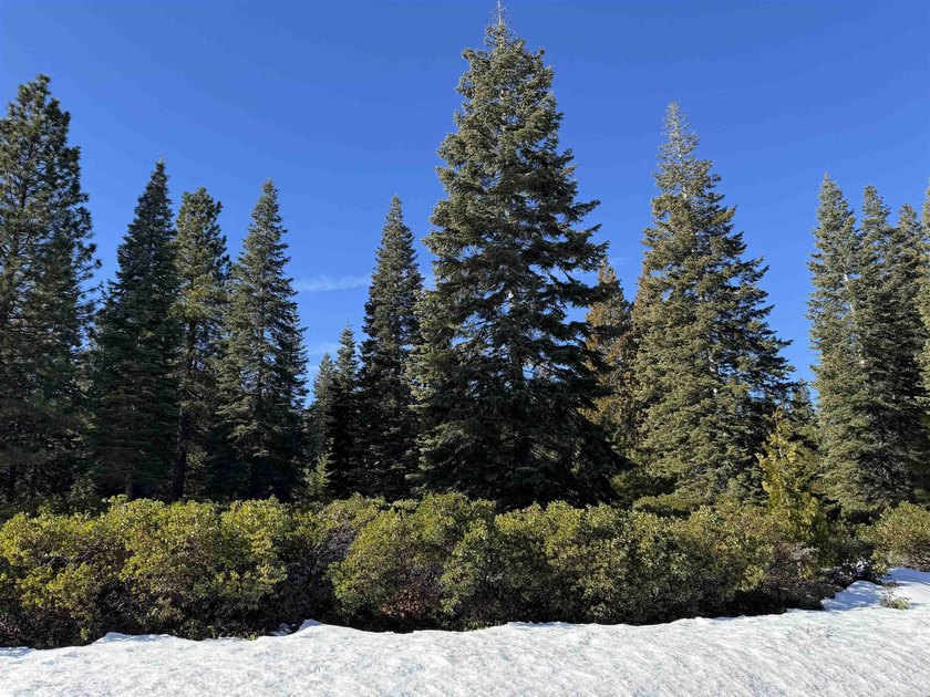This is a lovely lot ready for your dream home! Nice tree - photo 3