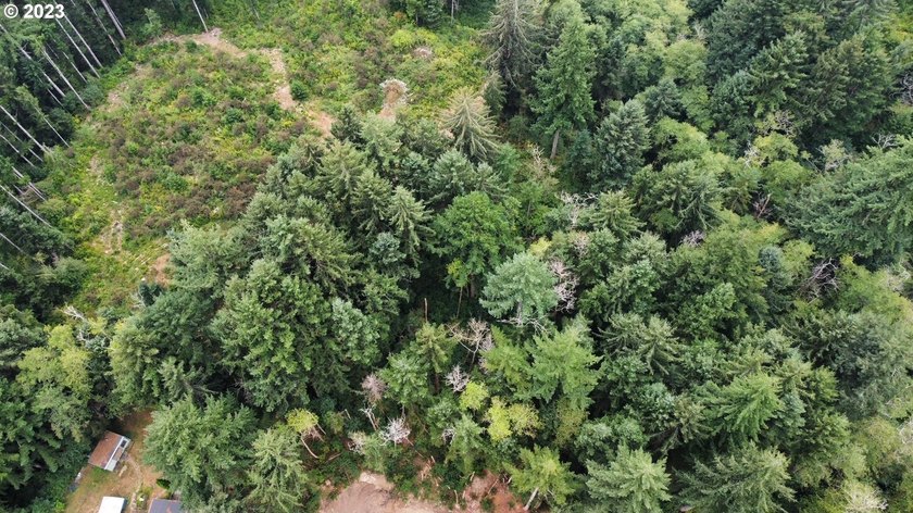 This beautiful 4.18-acre parcel boasts level to gently rolling - photo 5