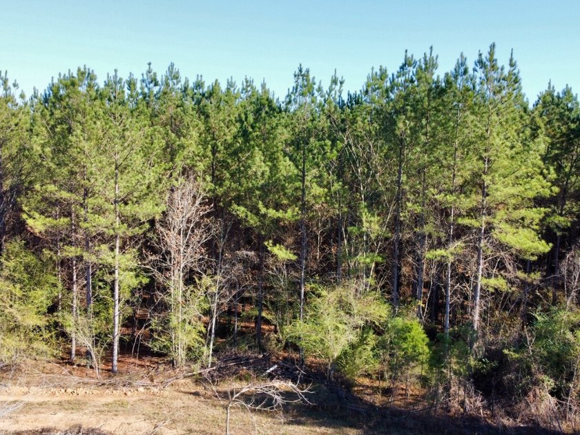 This is one of the rarest riverfront tracts to hit the market in - photo 10