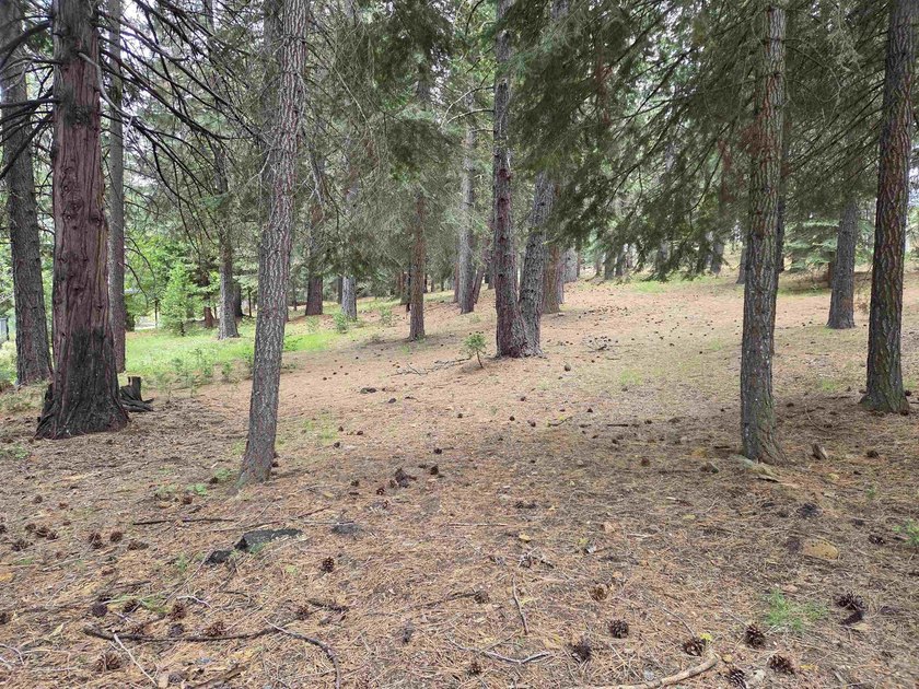 Nice 1.15 acre parcel, gently sloped and beautifully treed. This - photo 2