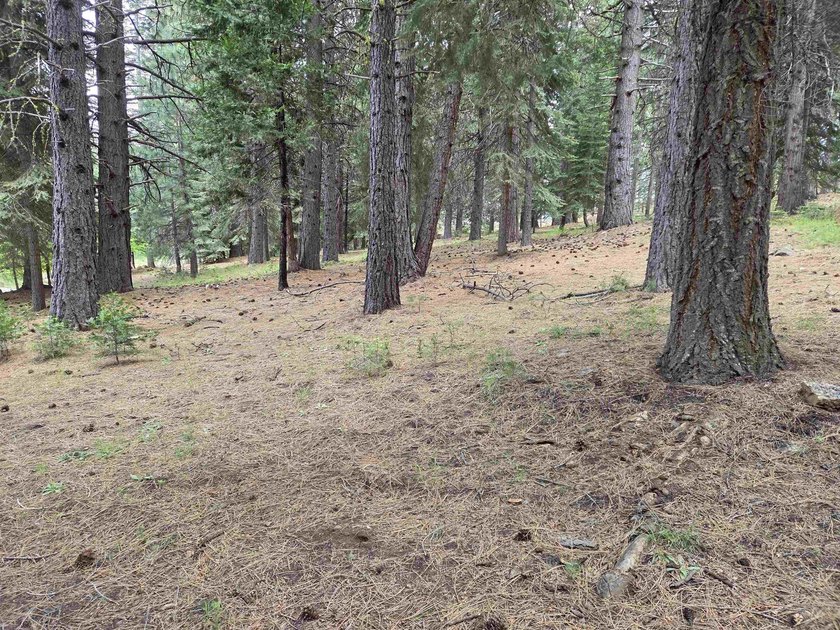 Nice 1.15 acre parcel, gently sloped and beautifully treed. This - photo 6