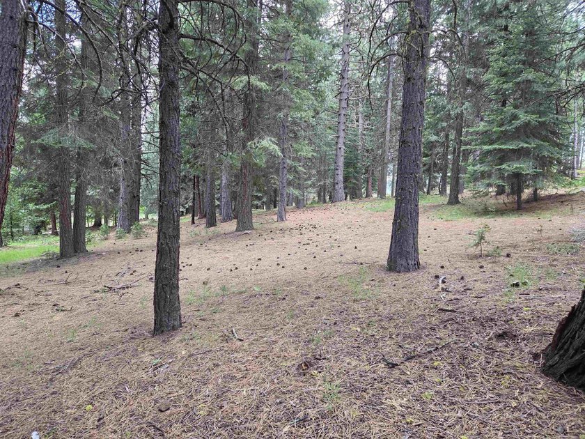 Nice 1.15 acre parcel, gently sloped and beautifully treed. This - photo 8