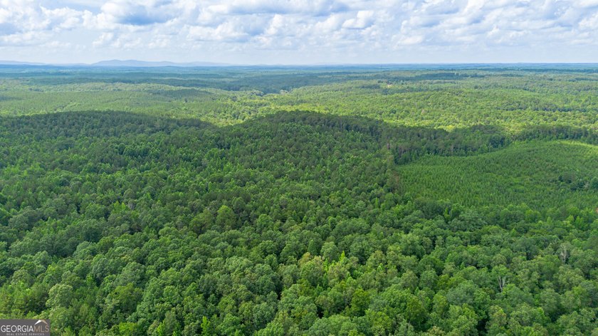 Getting lost in the woods sounds a lot better when you own all - photo 5