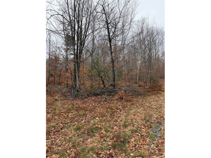 43 Acres of Pristine Maine Wilderness - Pond Road, Abbot, ME - photo 12