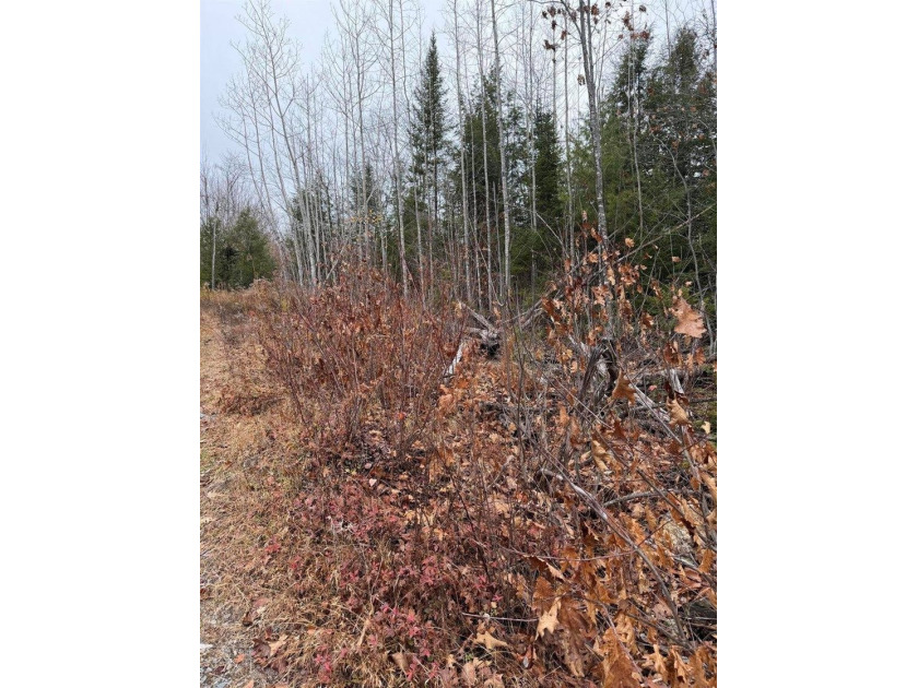 43 Acres of Pristine Maine Wilderness - Pond Road, Abbot, ME - photo 14