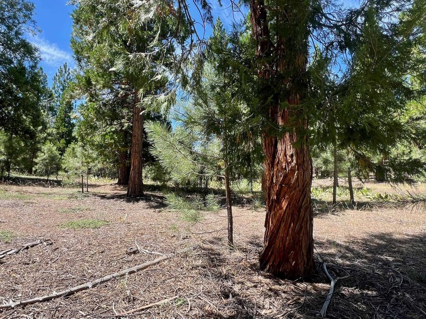 WHERE THE PINES MEET LUXURY LIVING! Discover the perfect setting - photo 10