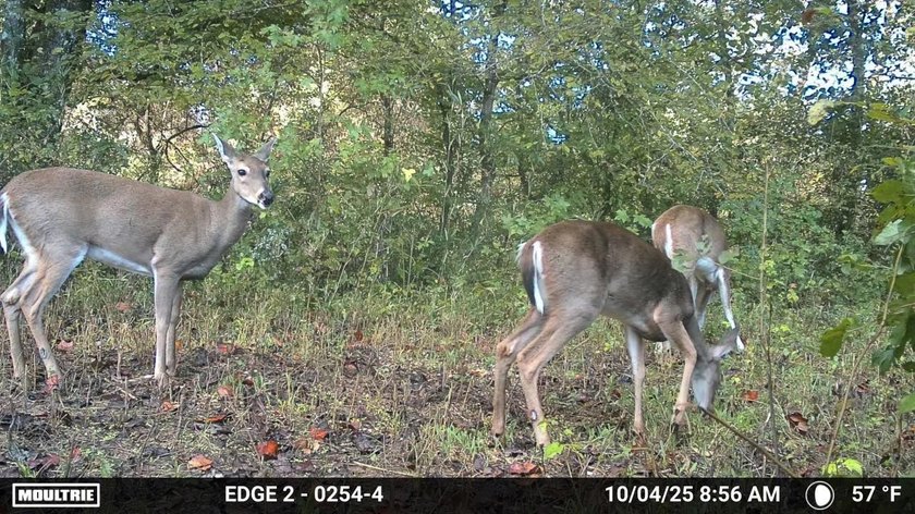 ** New Well on Property** Discover your own 42.4-acre haven! - photo 27