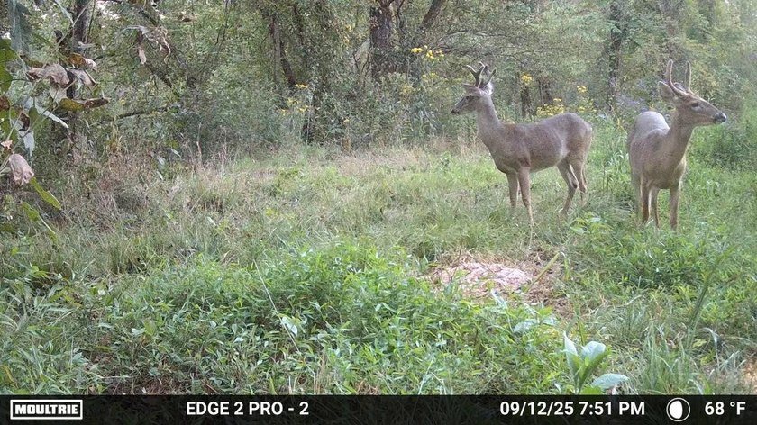 ** New Well on Property** Discover your own 42.4-acre haven! - photo 34