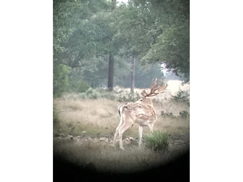 The Bar H Ranch is a 240 acre high-fenced game ranch located - photo 12
