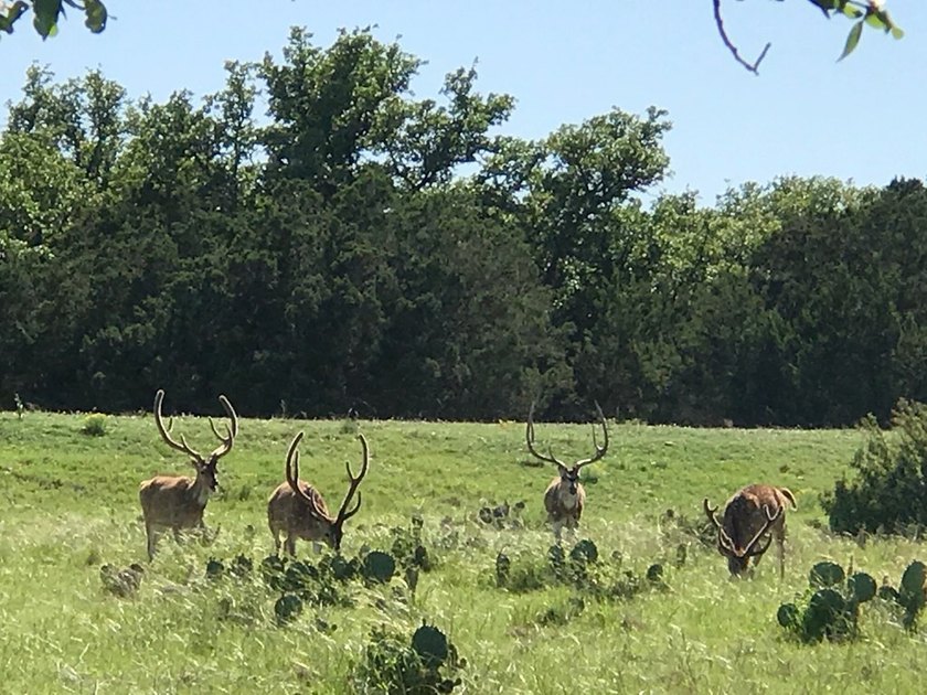 The Bar H Ranch is a 240 acre high-fenced game ranch located - photo 14