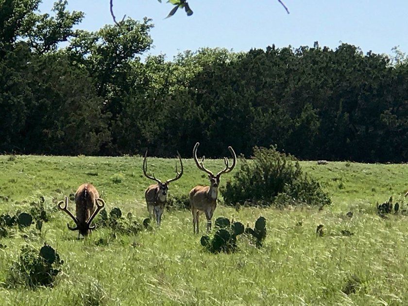 The Bar H Ranch is a 240 acre high-fenced game ranch located - photo 15