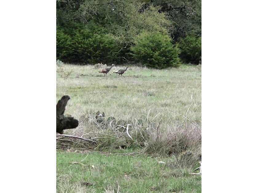 The Bar H Ranch is a 240 acre high-fenced game ranch located - photo 16