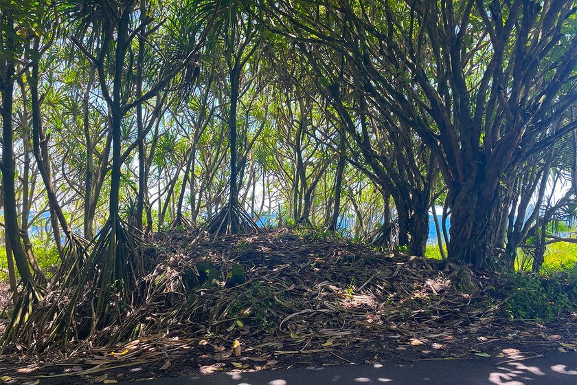 Incredible Value on a Slice of *Old Hawaii* - 1.86 Acres in the - photo 11
