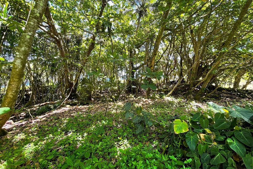 Incredible Value on a Slice of *Old Hawaii* - 1.86 Acres in the - photo 15