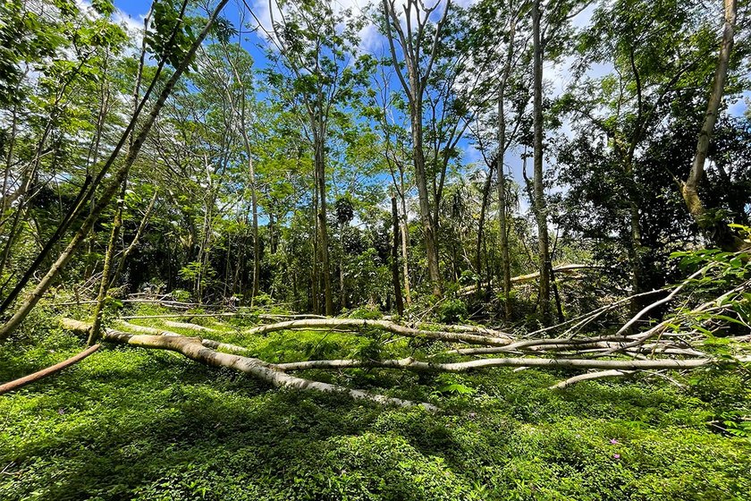 Incredible Value on a Slice of *Old Hawaii* - 1.86 Acres in the - photo 21