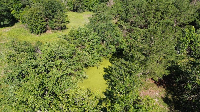 40 +/- acres located on Holladay Road between Manning and - photo 5