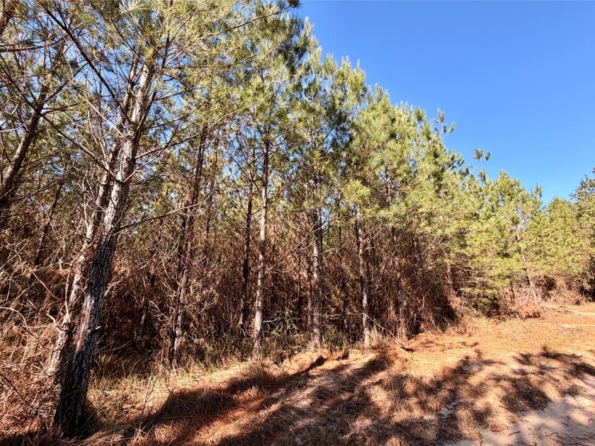 This waterfront timber and hunting investment offers a lot - photo 12