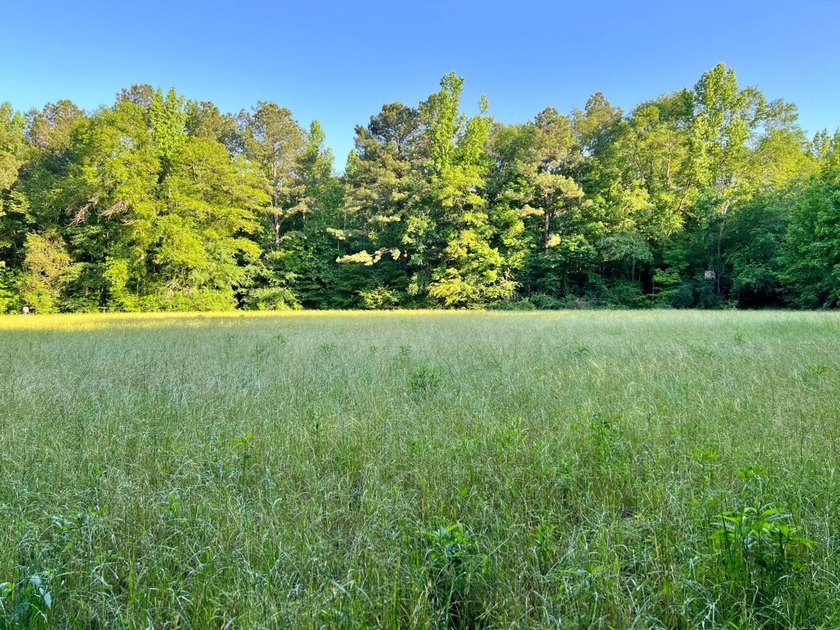 This waterfront timber and hunting investment offers a lot - photo 13