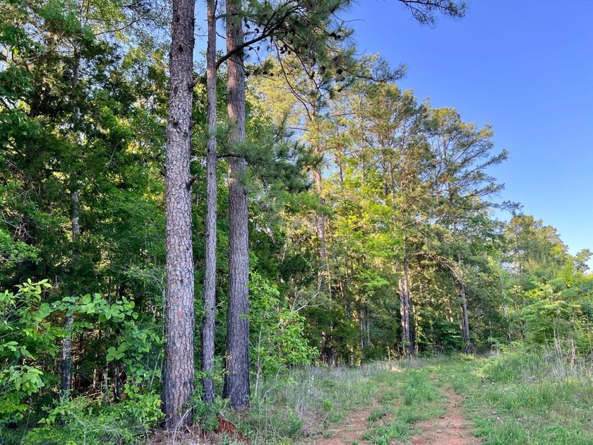This waterfront timber and hunting investment offers a lot - photo 15