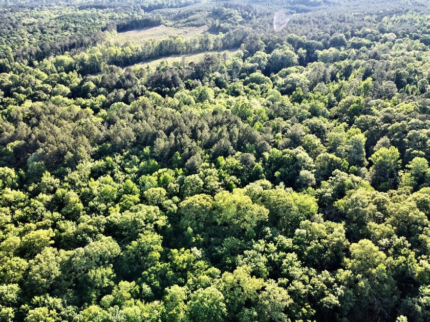 This waterfront timber and hunting investment offers a lot - photo 17