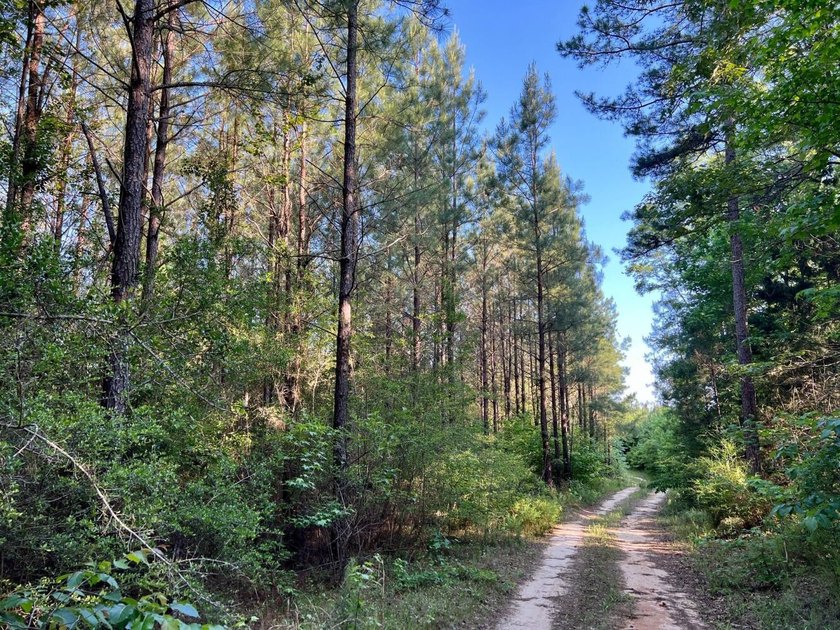 This waterfront timber and hunting investment offers a lot - photo 22