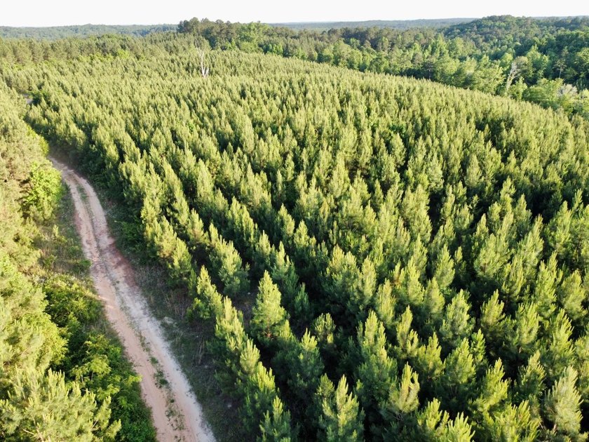 This waterfront timber and hunting investment offers a lot - photo 23