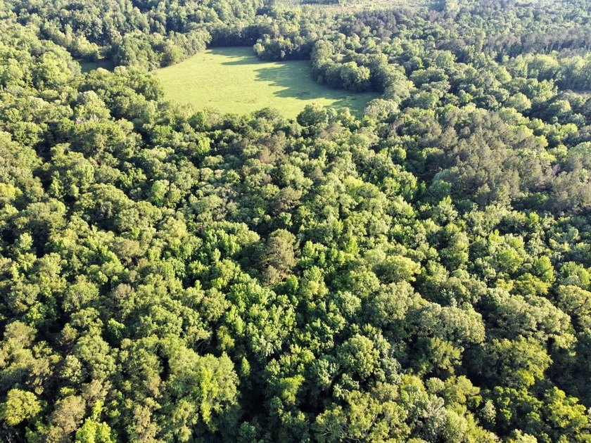 This waterfront timber and hunting investment offers a lot - photo 25